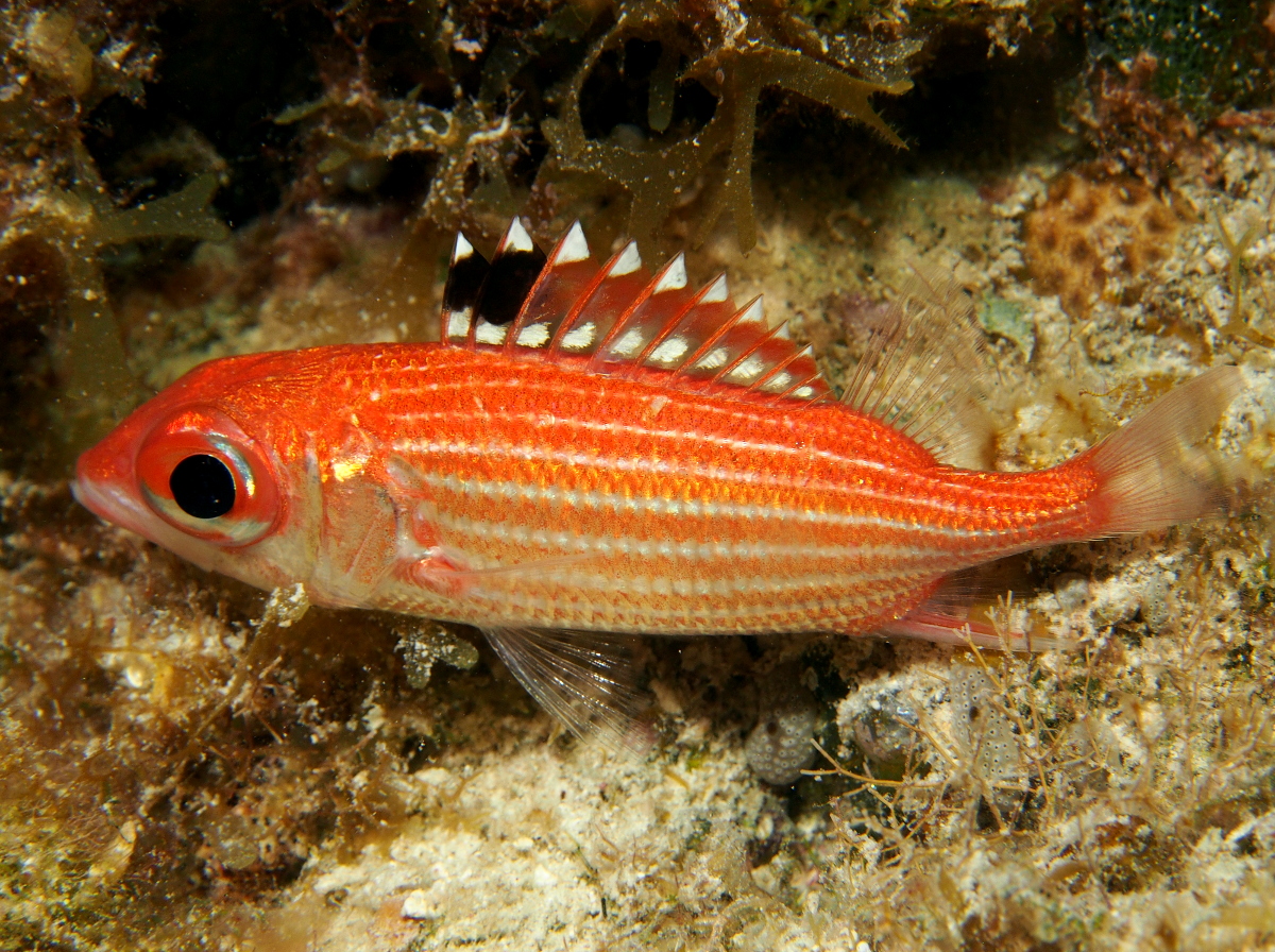 Reef Squirrelfish